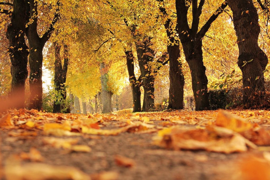 Strada ricoperta di foglie